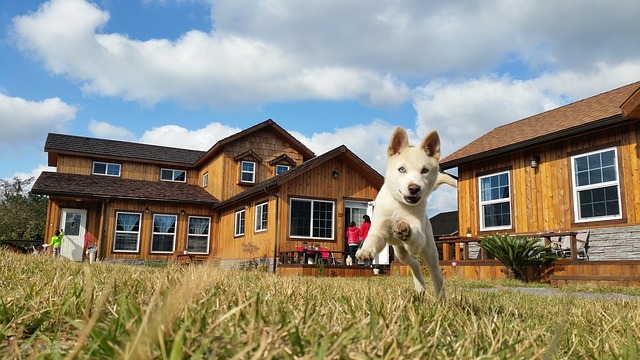 Caring for Your Jindo Dog