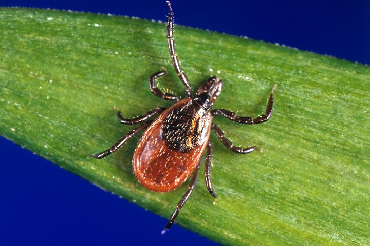 Flea and Tick Treatment for Dogs
