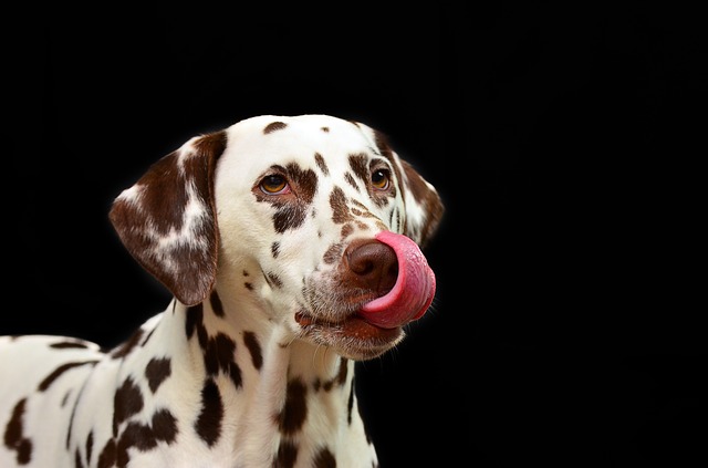 How to Treat Doggy Breath