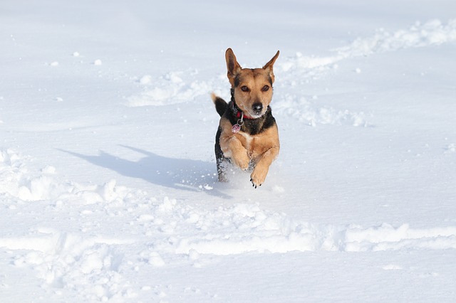 Protecting Your Pup in Winter