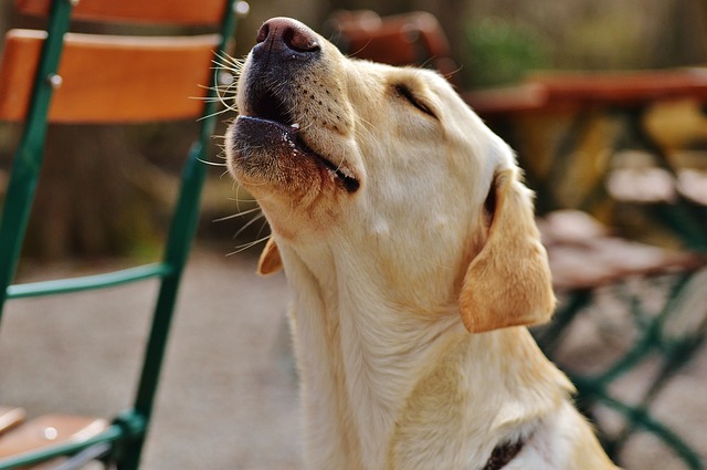 Why Is Your Dog Making So Much Noise
