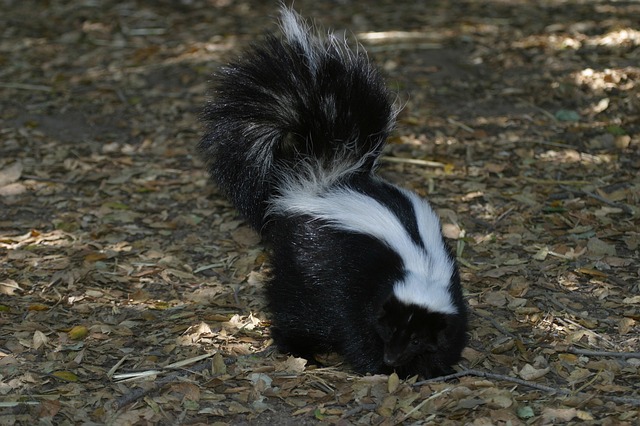 What to do When Dog Meets Skunk