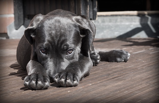 Does Your Dog Suffer from Separation Anxiety