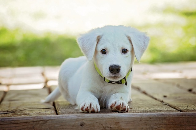 Housetraining Your Puppy